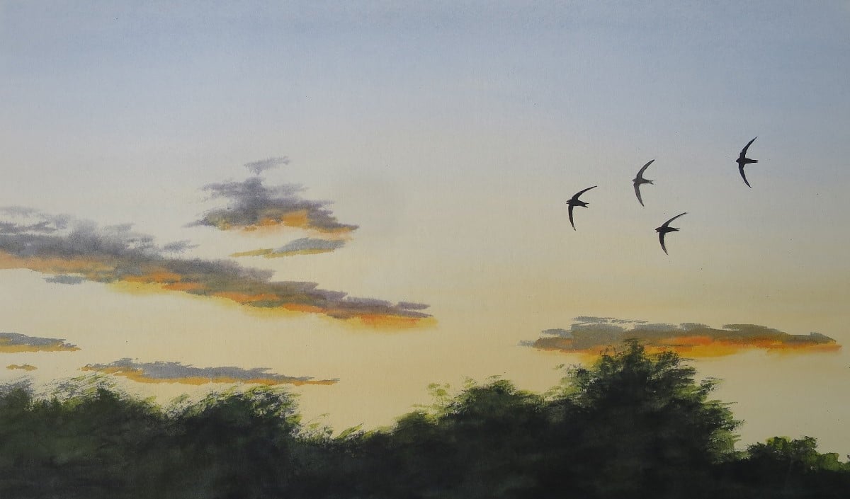 Image of Swifts at sunset