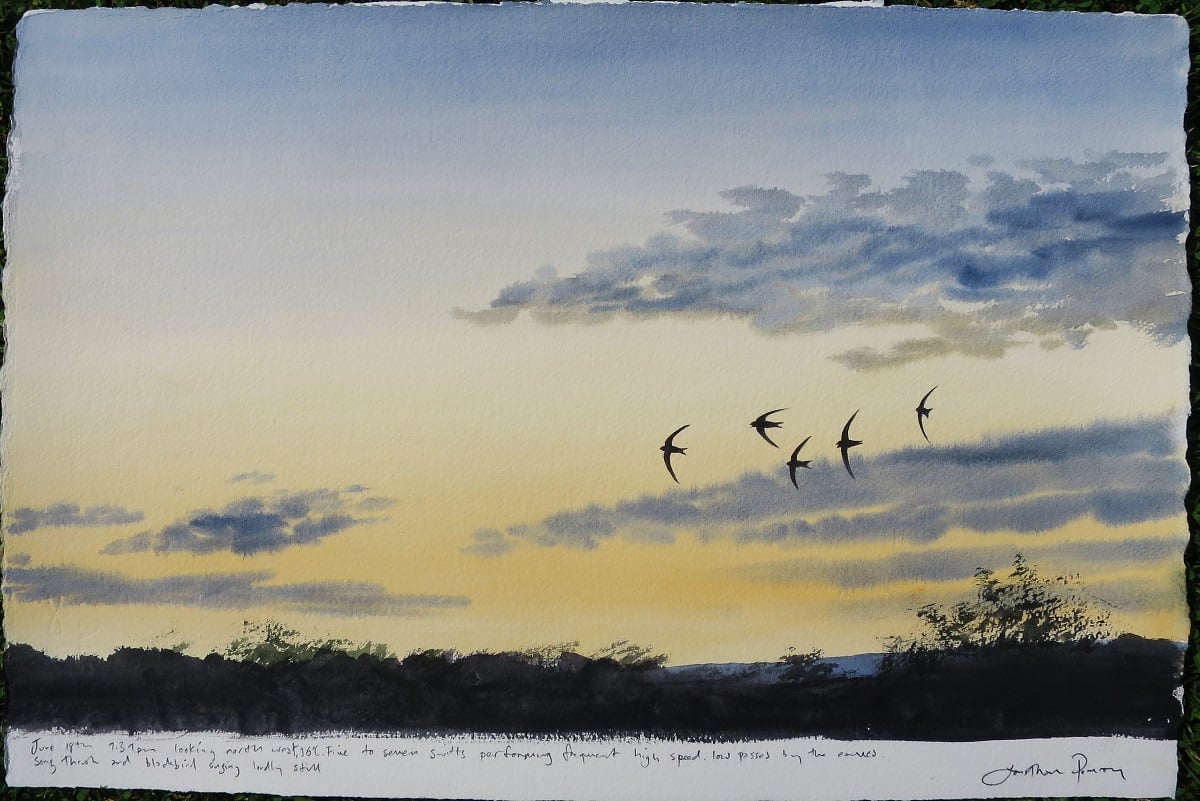 Image of Swifts at dusk