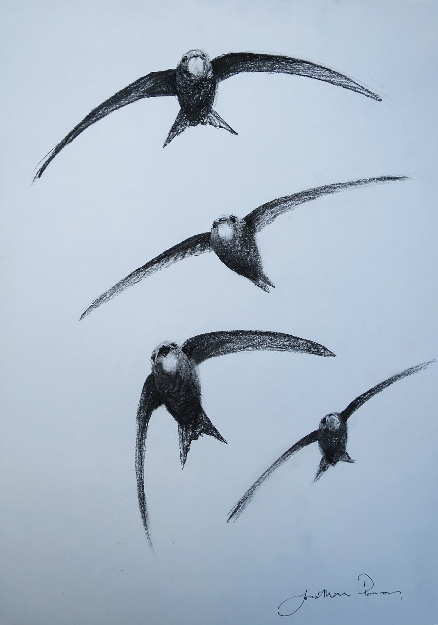 Image of Swifts in flight- charcoal study
