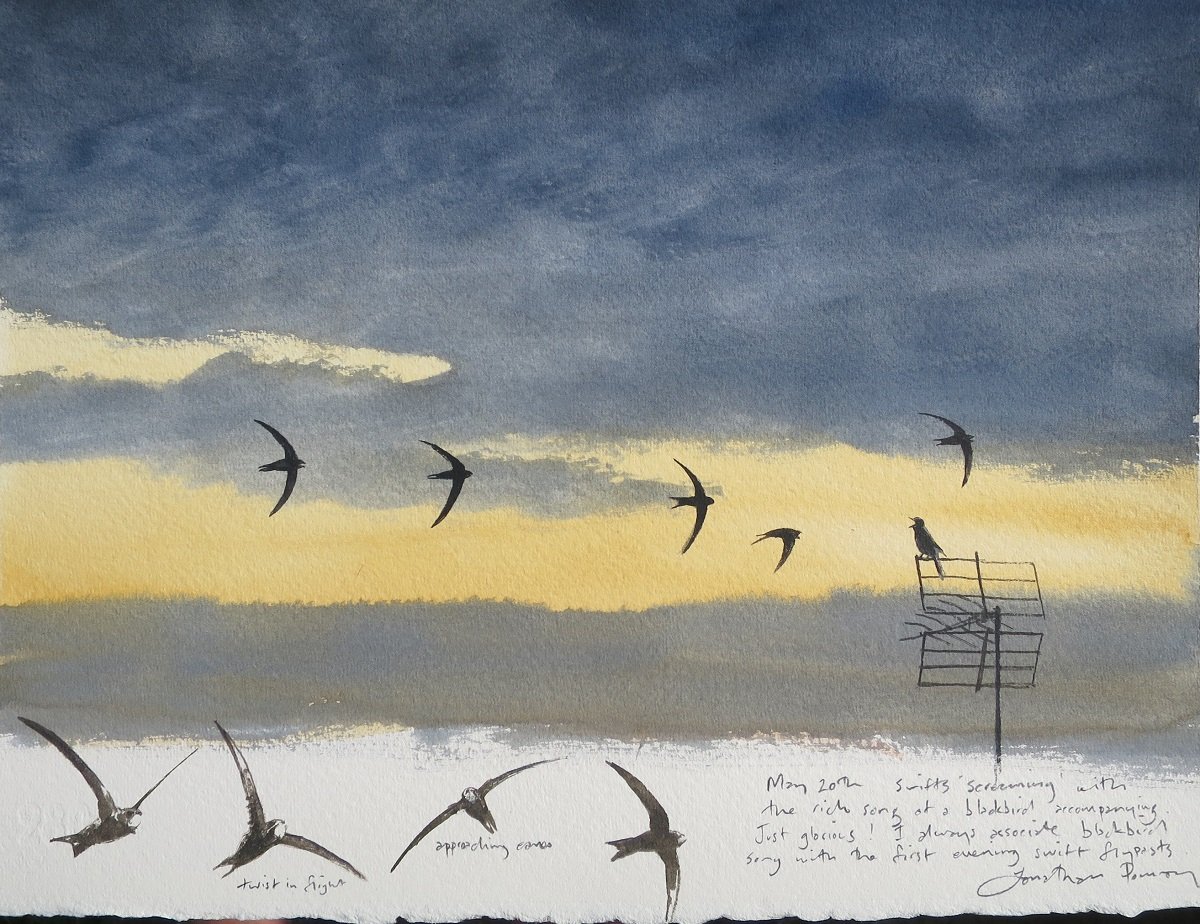 Image of Swifts and singing blackbird