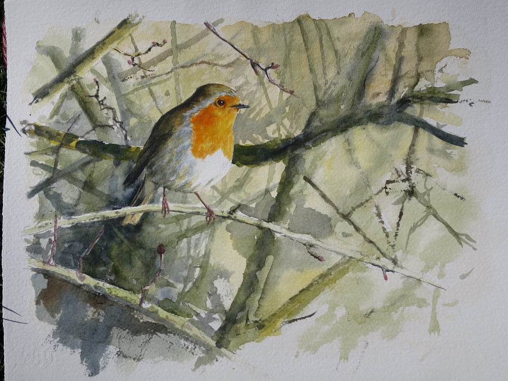 Image of Robin in winter sunshine