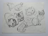 Image 2 of Cat on the move