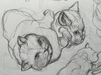 Image 1 of Cat on the move