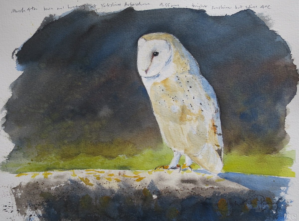 Image of Barn owl in March sunshine