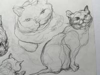 Image 4 of Cat on the move