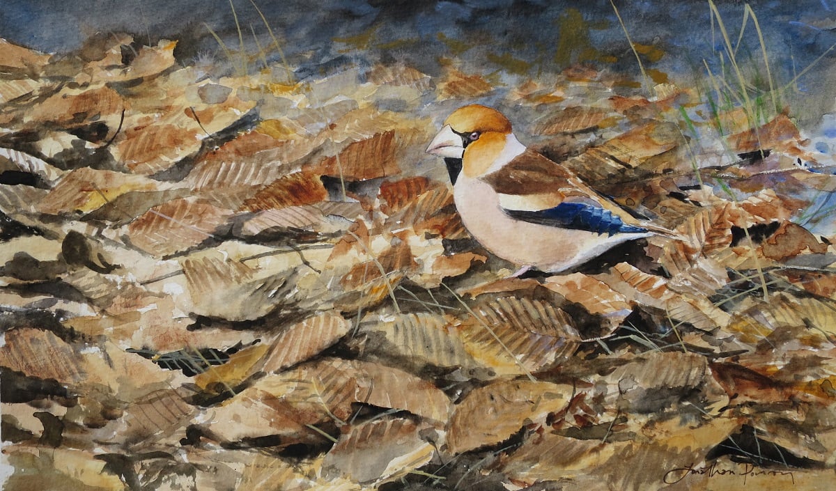 Image of Hawfinch amongst hornbeam leaves