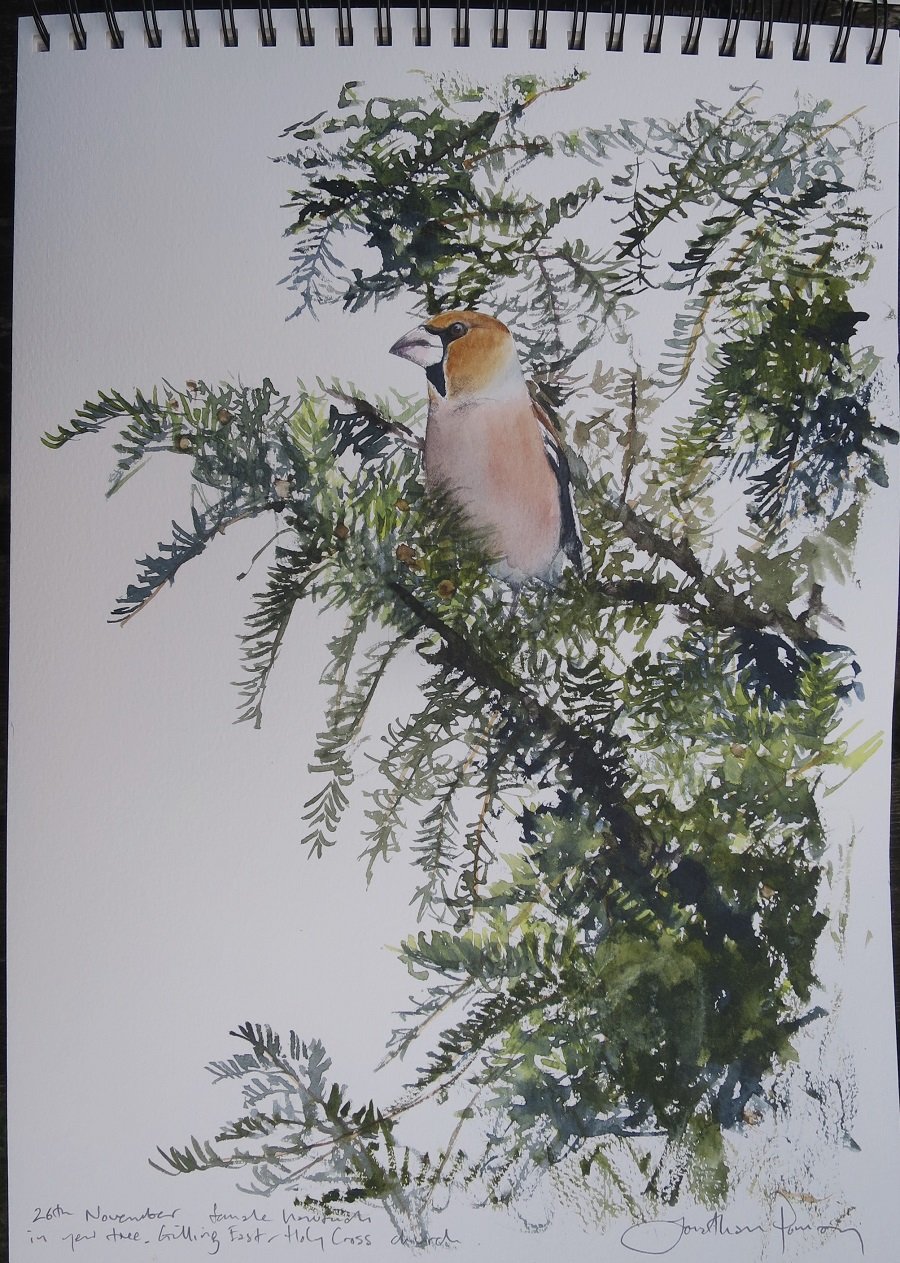Image of Hawfinch in yew