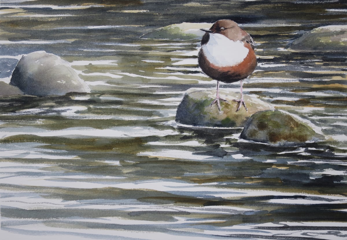 Image of Dipper