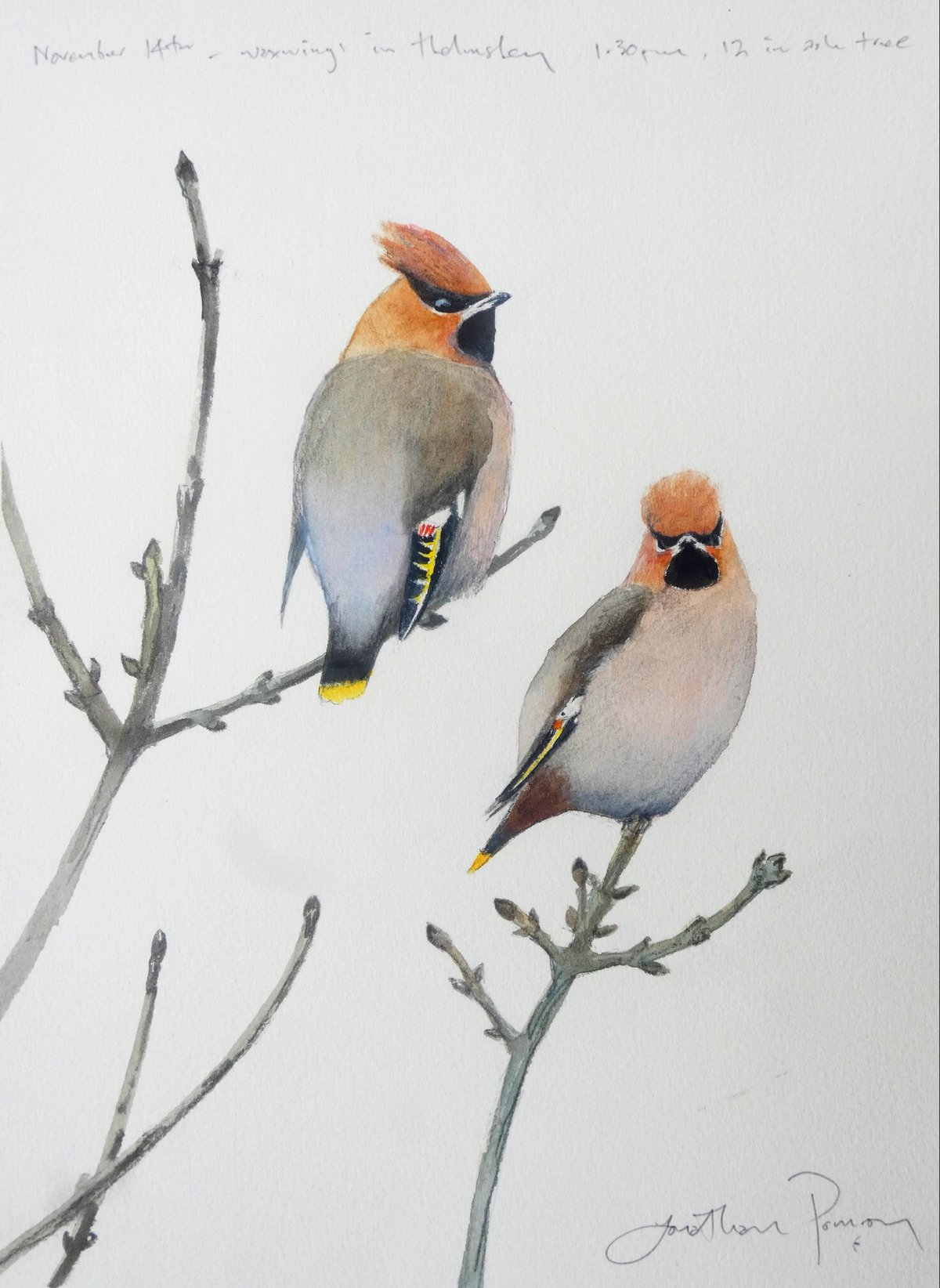 Image of Waxwings