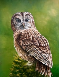 Image 3 of The Tawny Owl - commission - acrylic