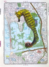 San Diego Seahorse
