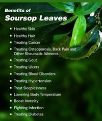 Image 2 of 100% Organic Soursop leaf tea bags
