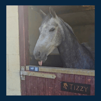 Image 2 of Navy Hello Horse Stable Plate – Includes Lifetime Subscription