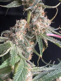 Image 3 of MOG Seed's ~ RC2