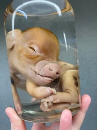 Image 1 of Kune Kune Piglet 