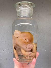 Image 2 of Kune Kune Piglet 