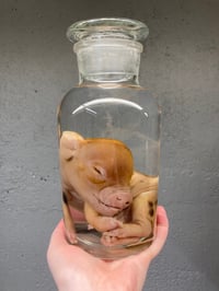 Image 4 of Kune Kune Piglet 