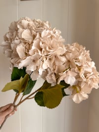 Image 1 of Antique Cream Giant Hydrangeas ( Set of 2 )