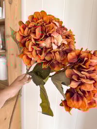 Image 1 of Burnt Orange Giant Hydrangeas ( Set of 2 )