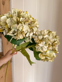 Image 1 of Dusky Green Giant Hydrangeas ( Set of 2 )