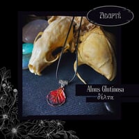 Image 6 of ☽ Alnus Glutinosa ☾
