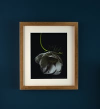 Image 1 of Still Life with White Anemone no. 2 - Framed