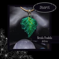 Image 4 of ☽ Betula Pendula ☾