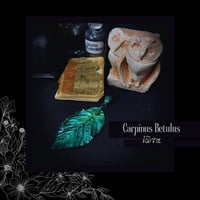 Image 2 of ☽ Carpinus Betulus ☾