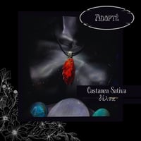Image 5 of ☽ Castanea Sativa ☾