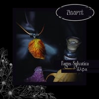 Image 3 of ☽ Fagus Sylvatica ☾