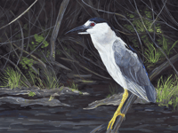 Image 2 of Black-crowned Night Heron Print