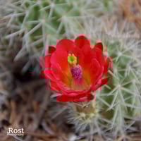 Claret Cup Cactus in Colorado (4002)
