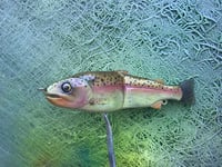 Image 5 of SPEEDBAITS Custom Airbrushed 7" Swimbait 9140
