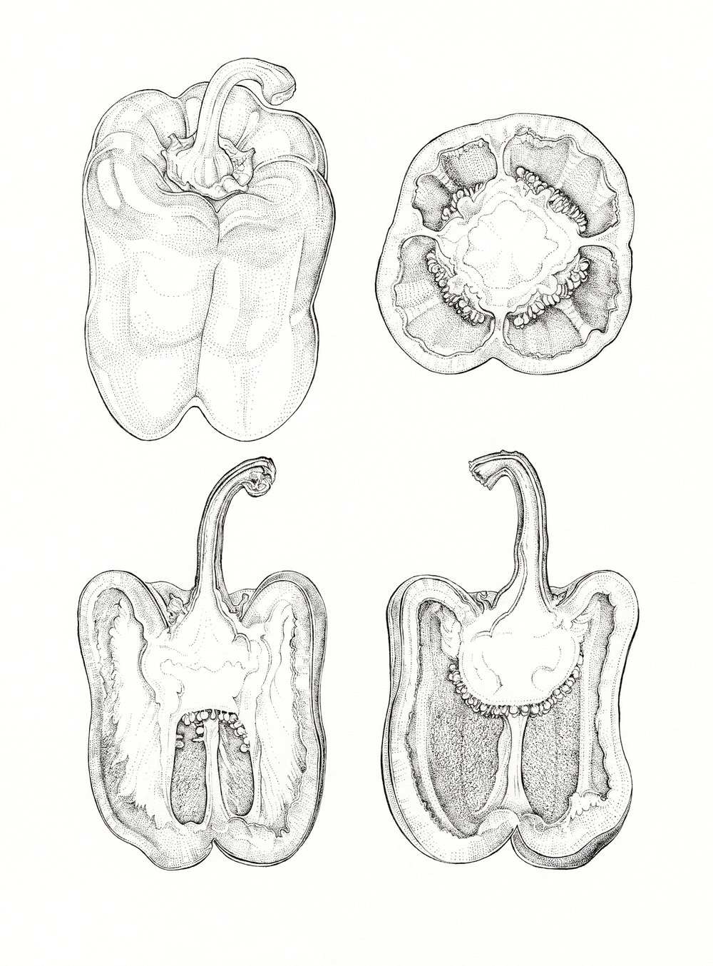 Image of Botanical Ink Giclée Prints - Mounted and Signed