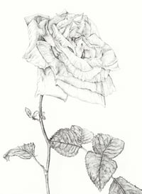 Image 1 of NEW! - Botanical Ink Giclée Prints - Mounted and Signed