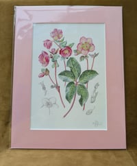 Image 3 of NEW! - Botanical Giclée Prints - Mounted and Signed