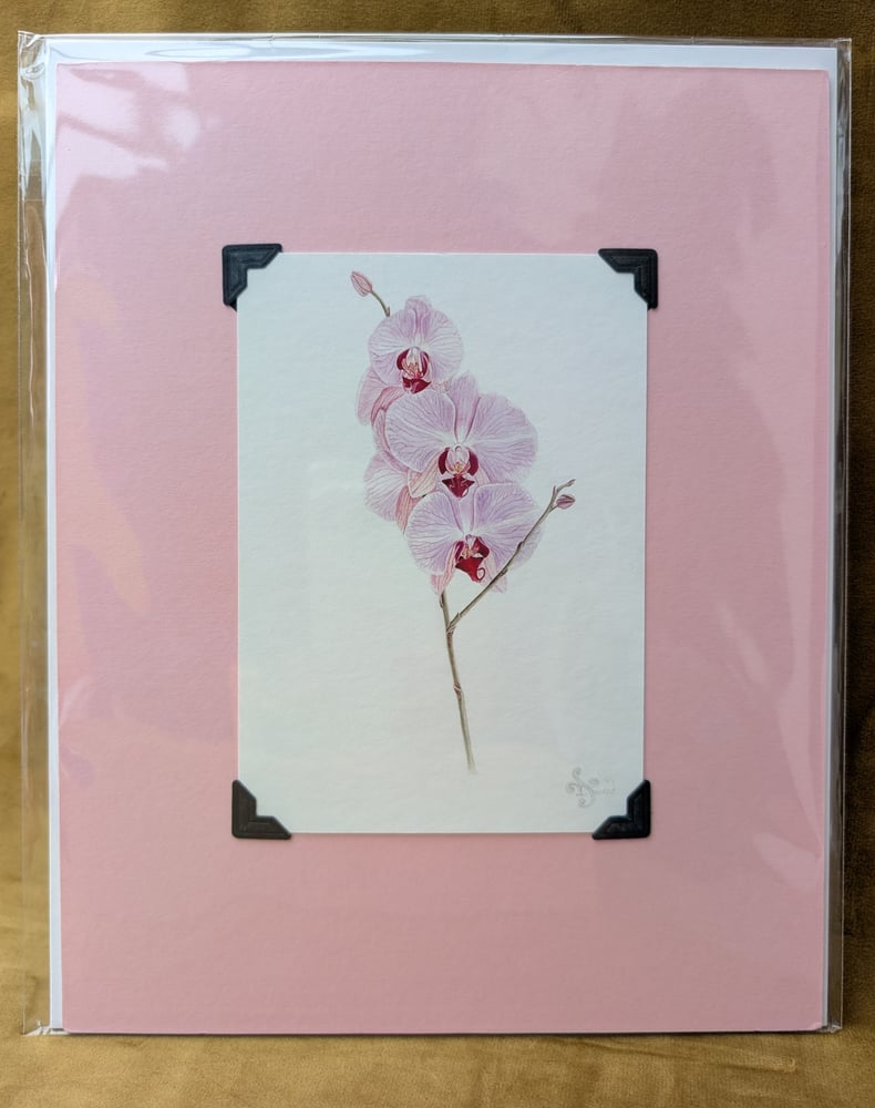 Image of Botanical Giclée Prints - Mounted and Signed