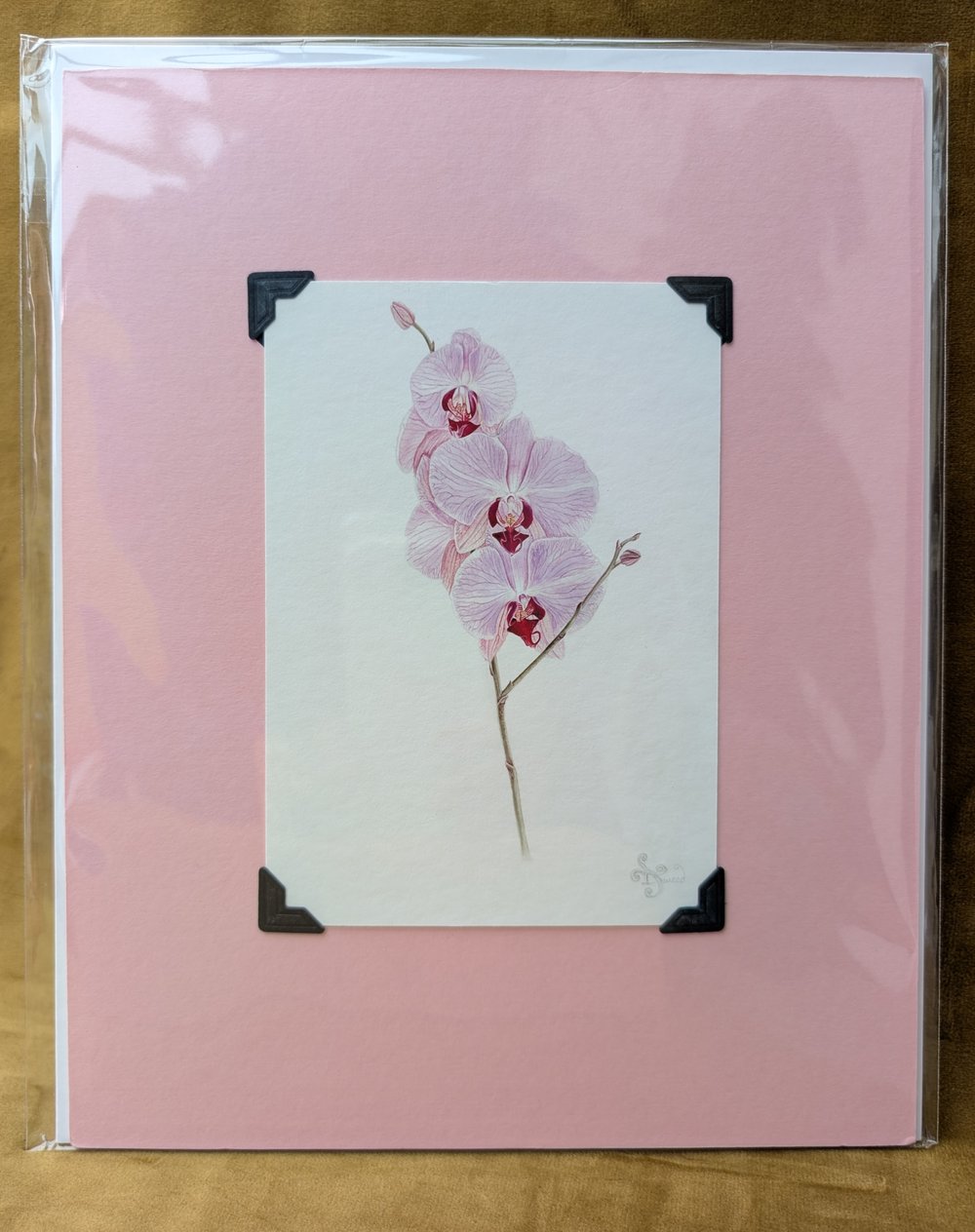 Image of Botanical Giclée Prints - Mounted and Signed