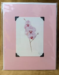 Image 1 of NEW! - Botanical Giclée Prints - Mounted and Signed