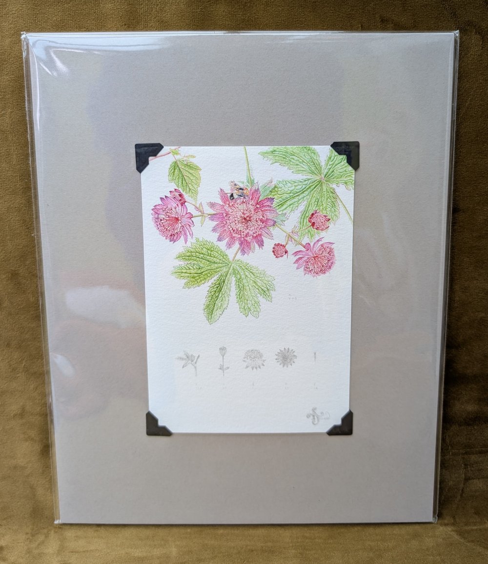 Image of Botanical Giclée Prints - Mounted and Signed