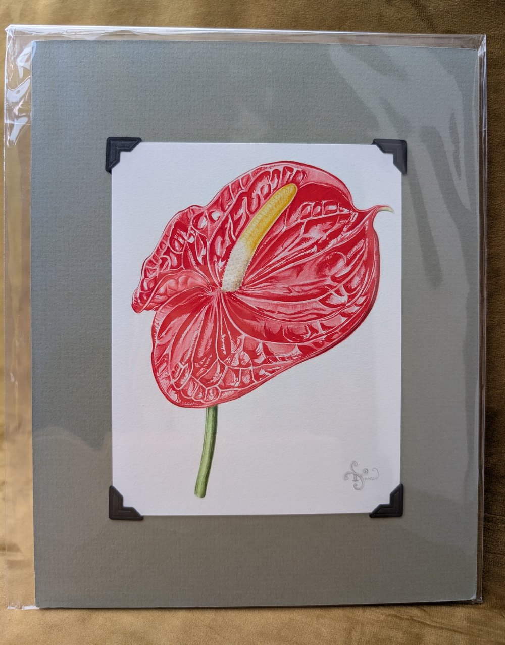 Image of Botanical Giclée Prints - Mounted and Signed