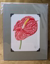 Image 5 of NEW! - Botanical Giclée Prints - Mounted and Signed