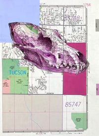 Tucson Coyote Skull
