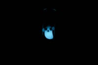 Image 1 of Glow in the Dark Ghost Straw - Limited Edition 