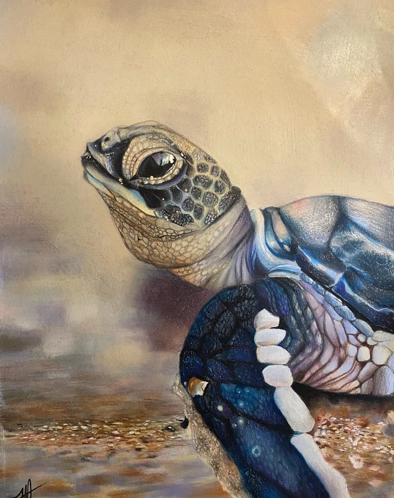 Image of Baby SeaTurtle