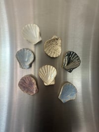 Image 2 of shell magnets 