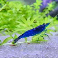 Image 1 of Blue Dream Neocaridina 