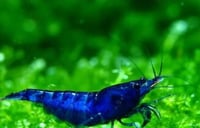 Image 3 of Blue Dream Neocaridina 