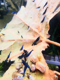 Image 2 of Blue Dream Neocaridina 