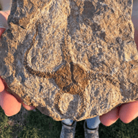 Image 3 of Geocoma Carinata